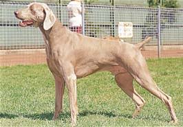 �����Ƒ��Ɍ}����O��